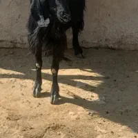 گیسه کولار چبش و بز جوان وبره سبک ۲۰کیلویی|حیوانات مزرعه|مرودشت, ده بید|دیوار