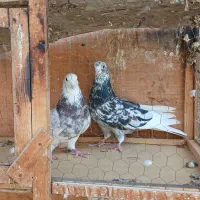 کبوتر|پرنده|ری, شهرک نظامی|دیوار