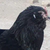 تعویض ۲ تا مرغ و ۱ خروس رسمی فقط با بوقلمون بزرگ