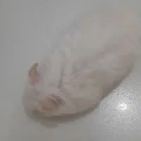 همستر بالغ|موش و خرگوش|صدرا-فارس, فاز ۱|دیوار