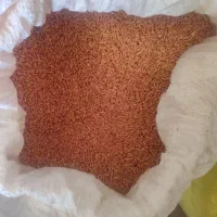 گندم دیم|خدمات باغبانی و درختکاری|سنندج, |دیوار