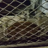 3عدد نر بره سالم سرحال ب شرط