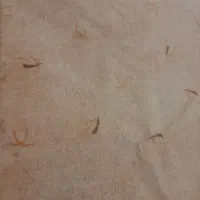 یک عدد پالاز موکت در ابعاد ۲۸۰ در ۳۴۰