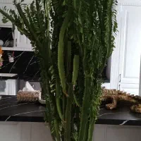 گل طبیعی|گل و گیاه طبیعی|کامیاران, |دیوار