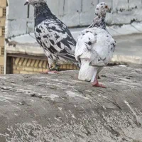 کبوتر کرز