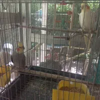 عروس هلندی نر و ماده