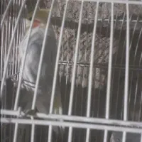 عروس و مرغ عشق|پرنده|بدره, |دیوار