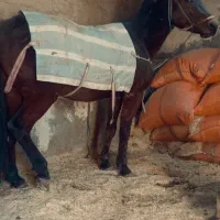 اسب|اسب و تجهیزات اسب‌سواری|مریوان, |دیوار