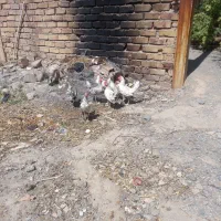 خروس