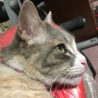 گربه ماده گمشده|حیوانات|رشت, خمیران زاهدان|دیوار