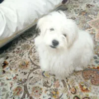 سگ اشپیتز تریر