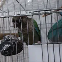 گیرینچیک تراکوییس نرمال(ماده)