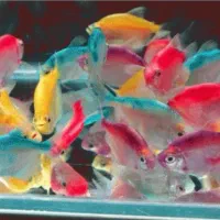 ماهی اکواریوم