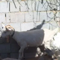 بزسانن 1عدد