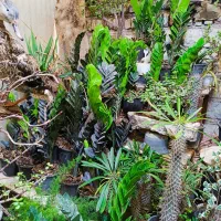 گلفروشی نوید|گل و گیاه طبیعی|جوانرود, |دیوار