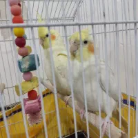 عروس هلندی