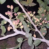 فروش باغ داخل بافت شهریامچی دوربرمسکونی|فروش زمین و ملک کلنگی|یامچی, |دیوار