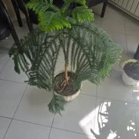 تعدادی گل آپارتمانی، فروش سریع به دلیل جابجایی|گل و گیاه طبیعی|تهران, مرزداران|دیوار