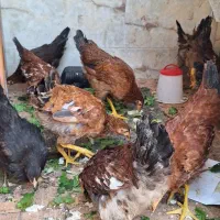 مرغ و خروس محلی