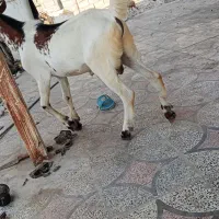 چپشت