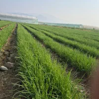 فروش نشا مینروا|گل و گیاه طبیعی|جیرفت, |دیوار