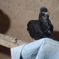 جوجه گلین.مرغ گلین.اردک