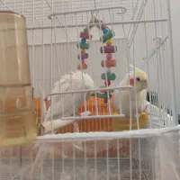 جفت عروس هلندی بالغ تخم گذار