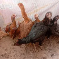 لاری|حیوانات مزرعه|گیان, |دیوار