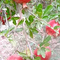 فروش-باغ
