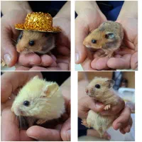 همستر دو ماهه دستی و بازیگوش