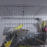 قناری مسکویی اصیل