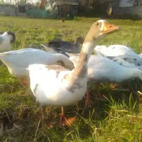 ۹عدد غاز محلی،باهم فروخته میشود|حیوانات مزرعه|رشت, پستک|دیوار