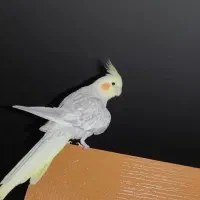 عروس هلندی نر جوان یک ساله و زیبا و خوشرنگ|پرنده|پیرانشهر, |دیوار