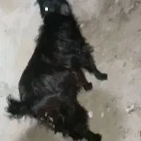 بز و کهر ه نر درجه یک