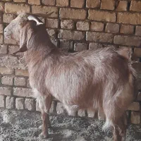 چند راس بز و کولار فروشی|حیوانات مزرعه|بردسکن, |دیوار