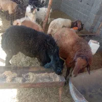 قوچ هترو|حیوانات مزرعه|جغتای, |دیوار