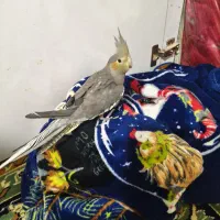 جوجه عروس هلندی|پرنده|مشهد, شهید قربانی|دیوار