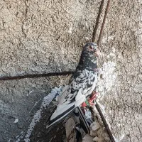 کبوتر صید سار و کله جوزی