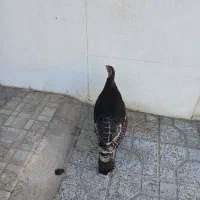 بوقلمون|حیوانات مزرعه|خرمدره, |دیوار