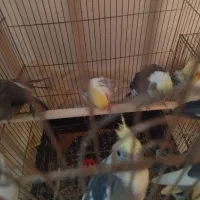 11 عدد عروس هلندی|پرنده|توکهور, |دیوار