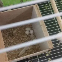 عروس هلندی مولد