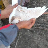 ۷تا ماده رنگی|پرنده|اسفراین, |دیوار