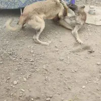 ماده سرابی 10ماهه گله‌ای