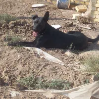 سگ ماده بلک|سگ|جوادآباد, |دیوار