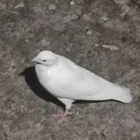 کبوتر
