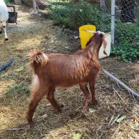 کهره نر چاق