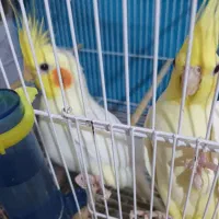 عروس هلندی|پرنده|مشهد, عبادی|دیوار