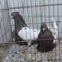 نرو ماده کله ای