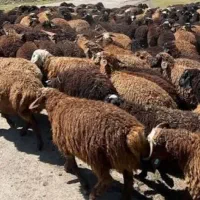 ۶ تا گوسفند گم شده قزوین در روستای شهرستانک