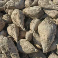 فروش چغندر|عمدهفروشی|لالجین, |دیوار